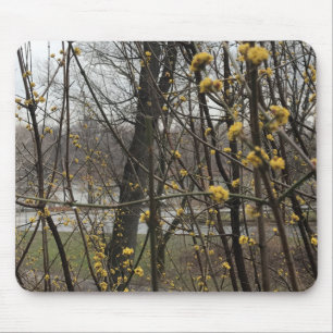Yellow Blossoms New York City Central Park Trees Mouse Pad