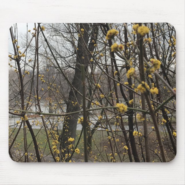 Yellow Blossoms New York City Central Park Trees Mouse Pad (Front)