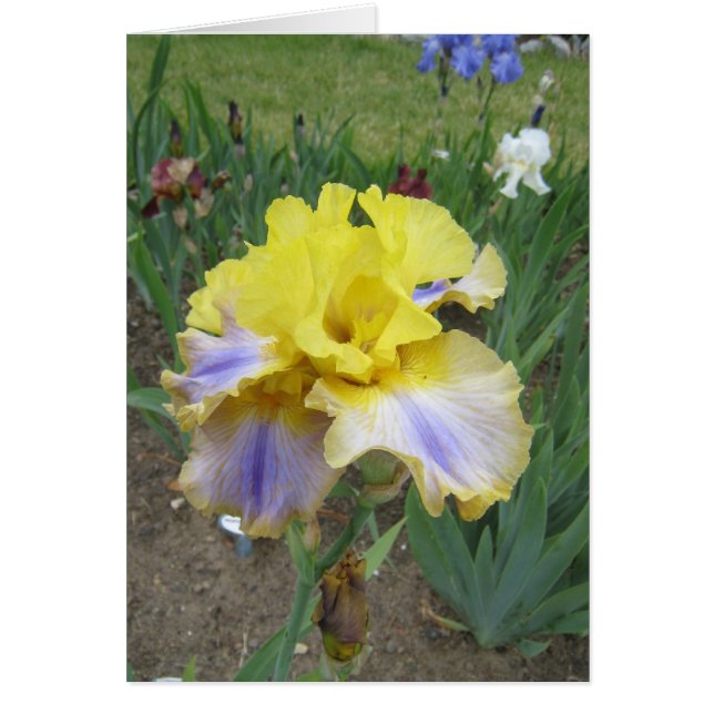 Yellow Blue Iris Small Blank Card (Front)