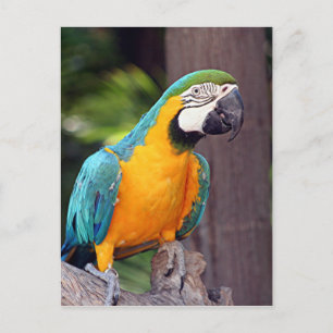 Yellow & blue macaw bird postcard