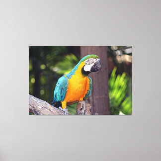 Yellow & blue macaw canvas print