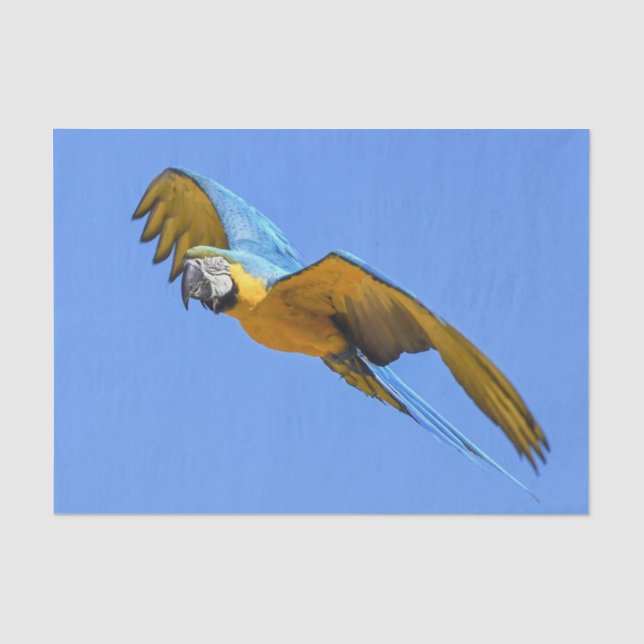 Yellow Blue Macaw Tissue Paper (Front)