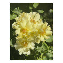 Yellow Botanical Flowers