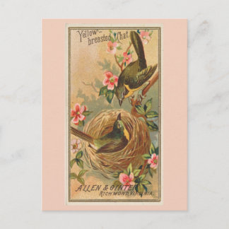 Yellow-breasted Chat Postcard