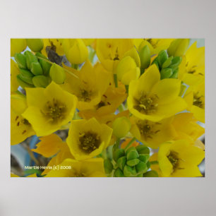 Yellow Bulb Flowers Poster