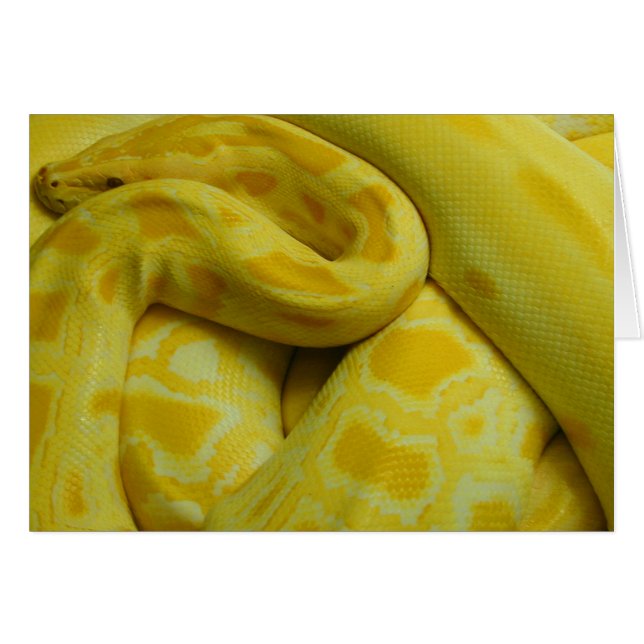 Yellow Burmese Python (Front Horizontal)