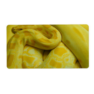 Yellow Burmese Python