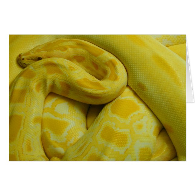 Yellow Burmese Python (Front Horizontal)