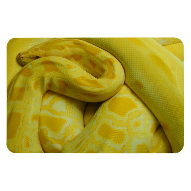 Yellow Burmese Python Magnet (Horizontal)
