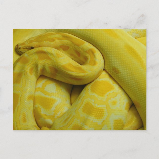 Yellow Burmese Python Postcard (Front)