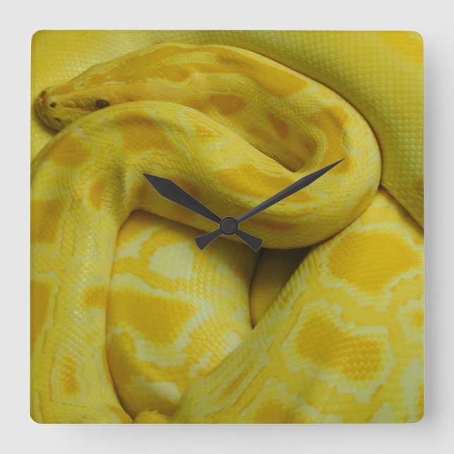 Yellow Burmese Python Square Wall Clock (Front)