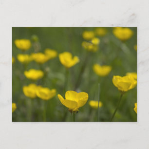 Yellow Buttercup Flowers Postcard