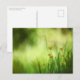 Yellow Buttercup Nature Photo Postcard