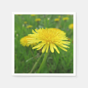 yellow, buttercup, plant, dandelion, meadow, napkin