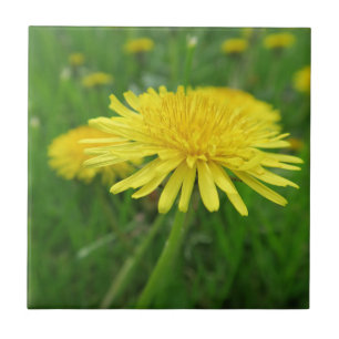 yellow, buttercup, plant, dandelion, meadow, tile