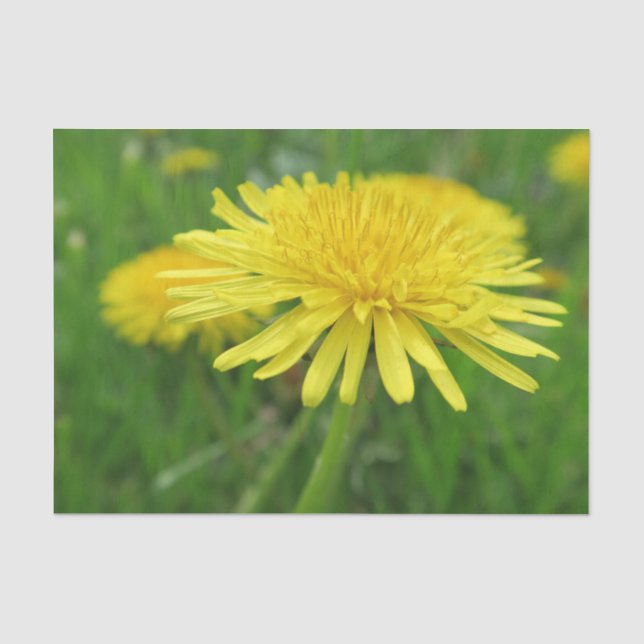 yellow, buttercup, plant, dandelion, meadow, tissue paper (Front)