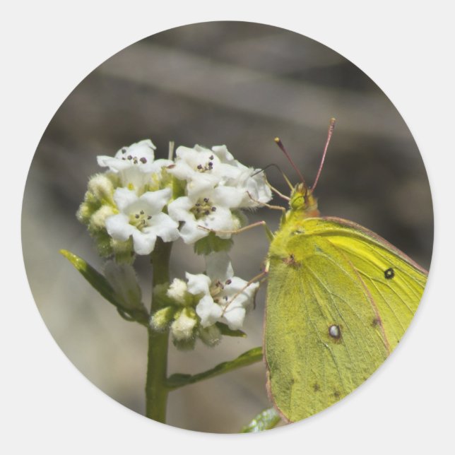 Yellow Butterfly Classic Round Sticker (Front)