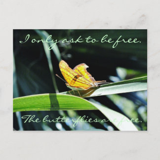 Yellow Butterfly in the Sun Postcard