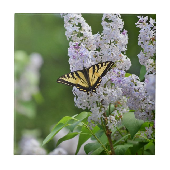 Yellow Butterfly on Lilac Tree Tile (Front)