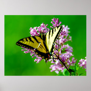 YELLOW BUTTERFLY ON PINK FLOWERS POSTER
