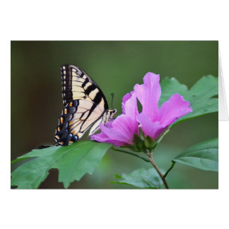 Yellow Butterfly on Pink Posies