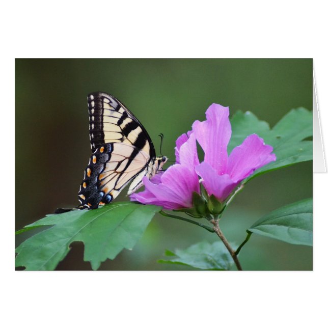 Yellow Butterfly on Pink Posies (Front Horizontal)