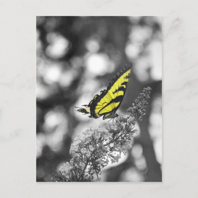 Yellow Butterfly Postcard (Front)