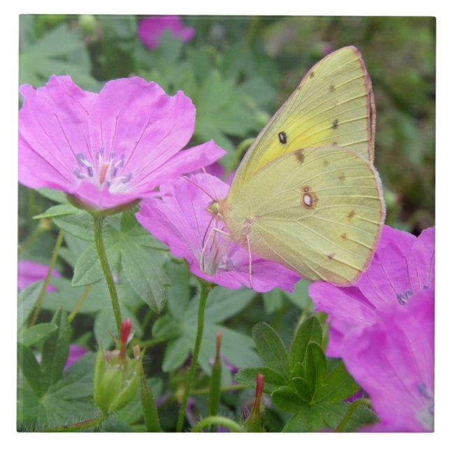 Yellow Butterfly Tile (Front)