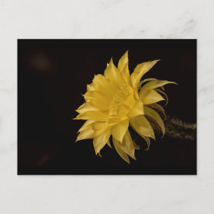 Yellow cactus flower in bloom postcard