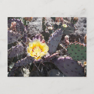 Yellow cactus flower in spring postcard