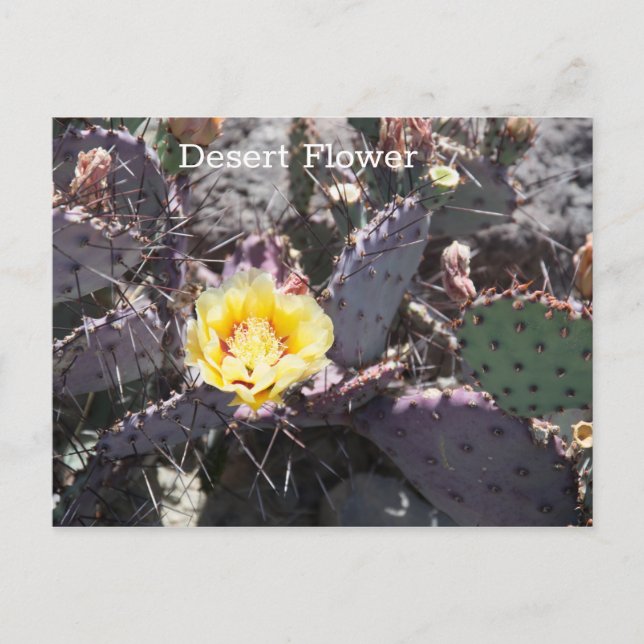 Yellow cactus flower in spring postcard (Front)