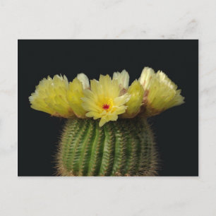 Yellow Cactus Flower Postcard