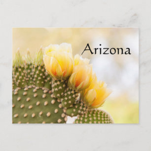 Yellow cactus flowers as they bloom in  Arizona Postcard