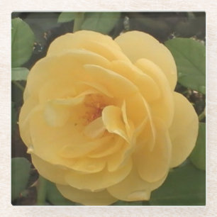 Yellow camellia glass coaster