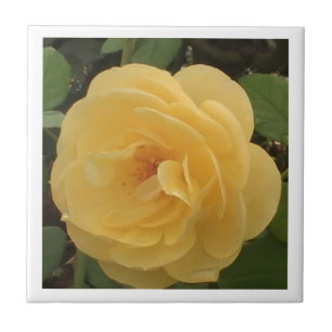Yellow Camellia Tile