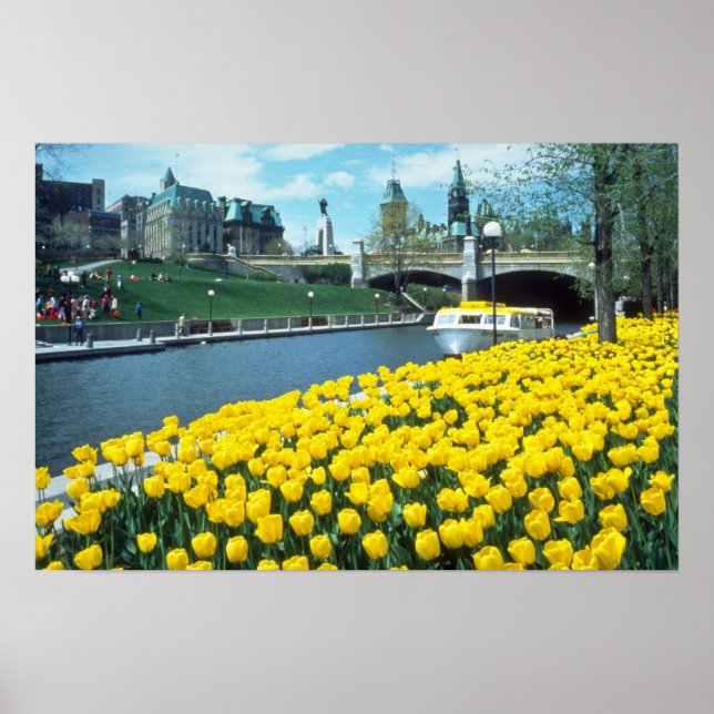 yellow Canadian Tulip Festival, Rideau Canal, Otta Poster (Front)