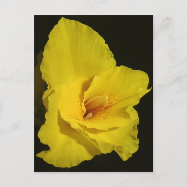 Yellow Cannas Canna Lilies Flower Photo Postcard (Front)