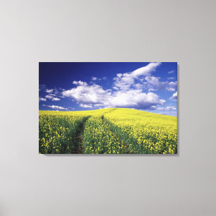 Yellow canola in Whitman County Washington state Canvas Print