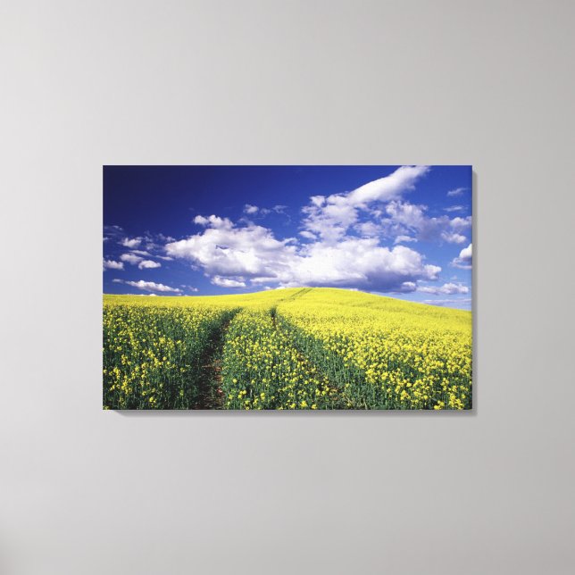 Yellow canola in Whitman County Washington state Canvas Print (Front)