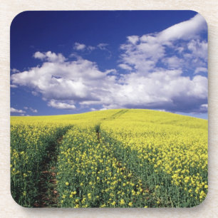 Yellow canola in Whitman County Washington state Coaster