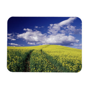 Yellow canola in Whitman County Washington state Magnet