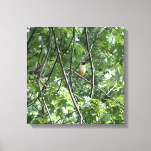 Yellow cardinal canvas print