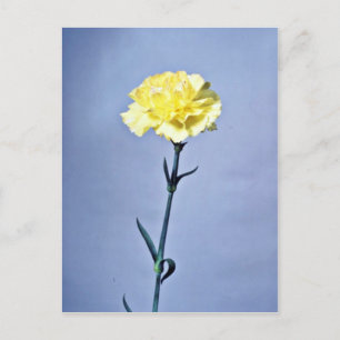 Yellow carnation  flowers postcard