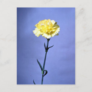 Yellow carnation postcard