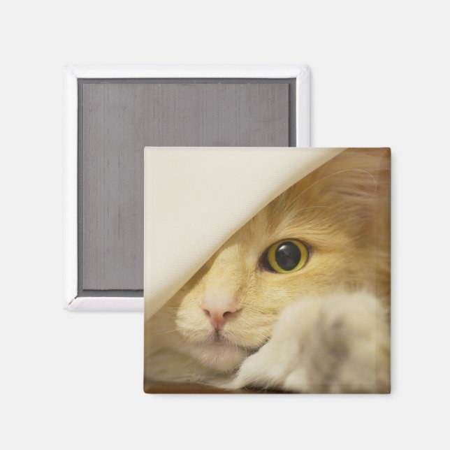 Yellow Cat Peeking Out Magnet (Front/Back)