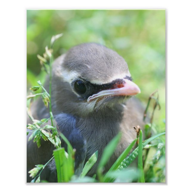 Yellow Cedar Waxwing Fledgling Bird 8x10 Photo Print (Front)