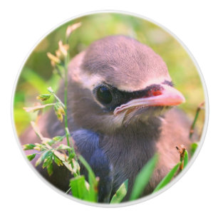Yellow Cedar Waxwing Fledgling Bird Ceramic Knob