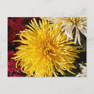 Yellow chrysanthemum flowers postcard