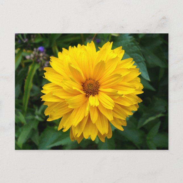 Yellow Chrysanthemum Postcard (Front)