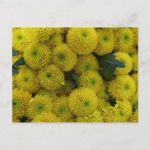 Yellow chrysanthemums card